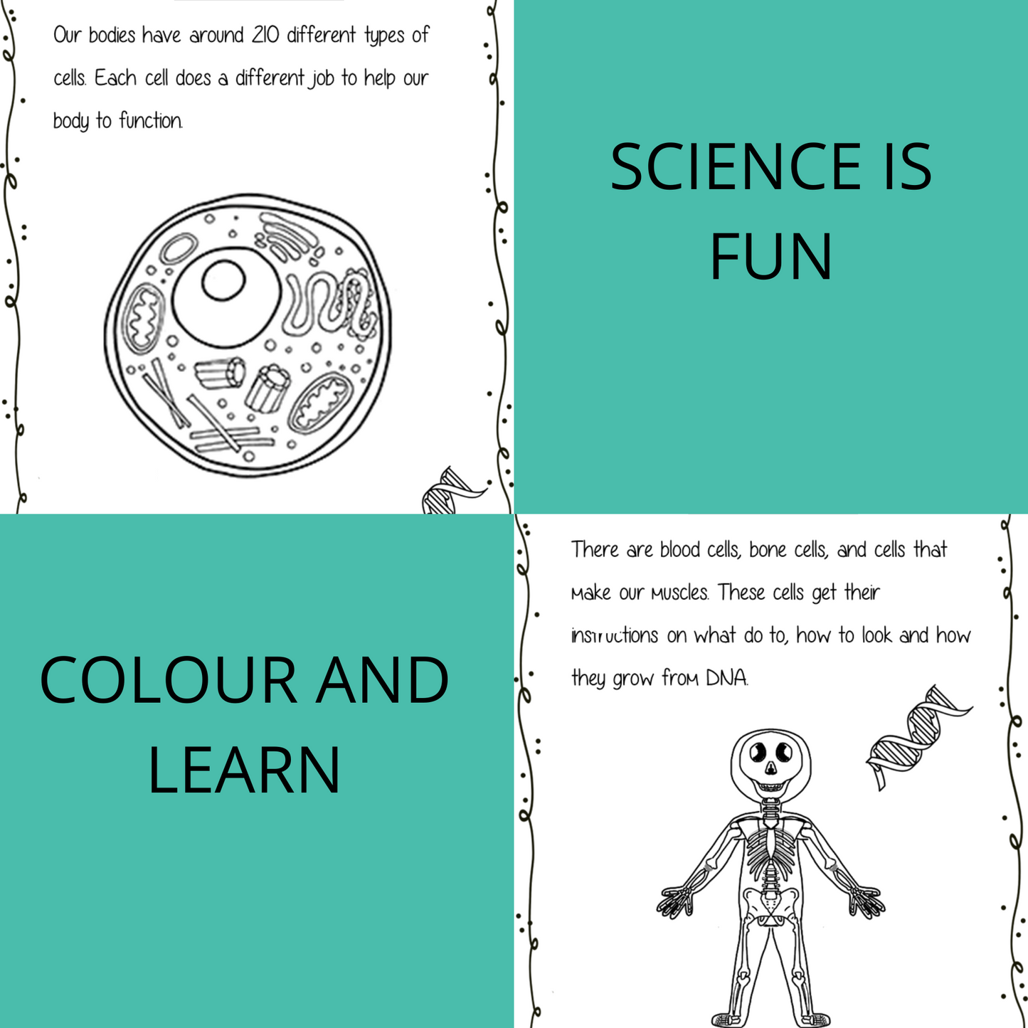 Science is Fun – Learn and Colour: Biology - DNA
