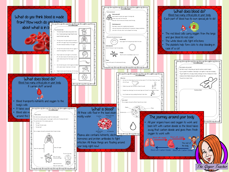 The Circulatory System Lesson
