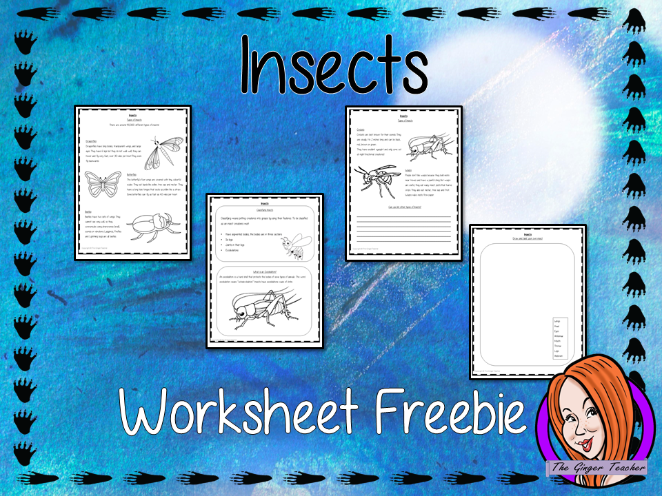 Insect Worksheet Freebie