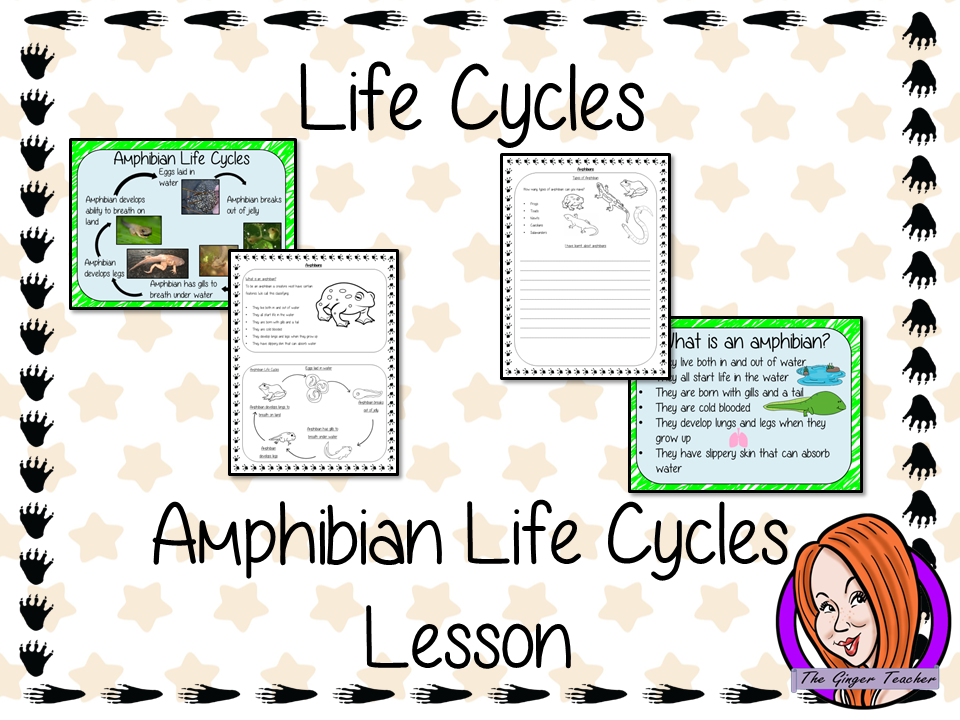 Amphibians Life Cycles