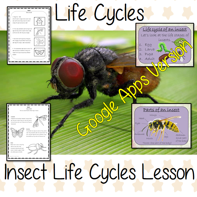 Distance Learning Insect Life Cycles Google Slides Lesson This is a complete lesson on the life cycles of insects. Part of my Life Cycles of Animals unit of work. Teach kids about the insect stages of life. This resource is a complete lesson on the stages of insects’ life cycle, how they are classified, and the different types of insects and discusses the exoskeleton. There is a presentation and student activities included to assist learning and encourage ideas in children and teachers. This is the Goog