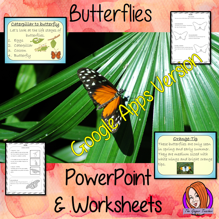 Distance Learning Butterflies Complete Google Slides Lesson This download teaches children about Butterflies. There is a detailed 23 slide presentation on the life cycle of butterflies, details about the transformation from caterpillar to butterfly, information about how they eat, a look at some of the different types of butterflies and a brief look at the parts of a butterfly. There are also differentiated, 4 page, Butterflies Google Slides worksheets to allow children to demonstrate their understanding.