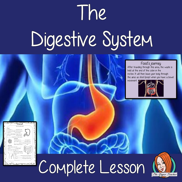 The Digestive System Lesson