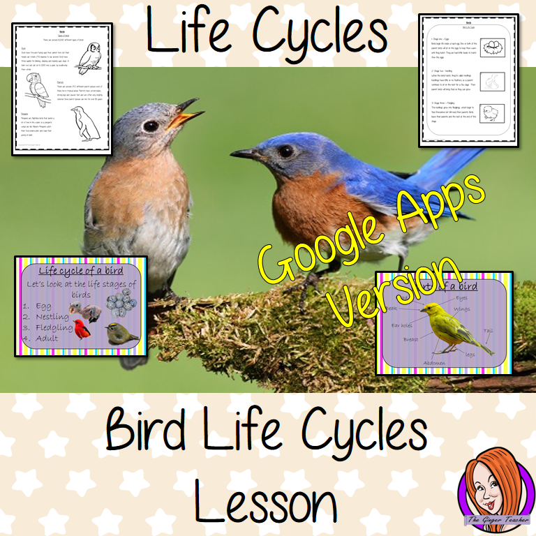 Distance Learning Bird Life Cycles Google Slides, Science Lesson This download is a complete lesson on Bird life cycles. This is the Google Slides version of this lesson!