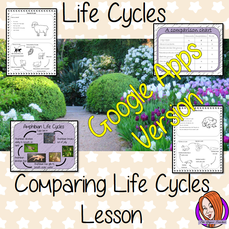 Distance Learning Comparing Life Cycles - Complete Science Lesson This is a complete lesson on teaching the comparison of animal life cycles. This lesson uses a 23 slide presentation to teach children about comparing animals and mammals. The lesson activities teach the class by completing information sheets to consolidate knowledge for kids to complete with lesson information and ideas. This is the Google Slides version of this lesson!