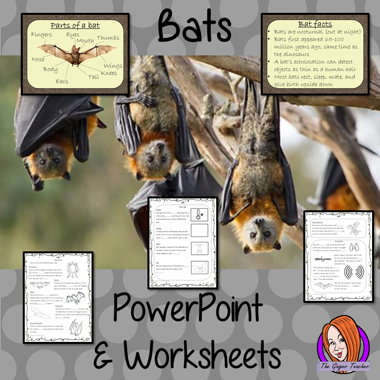 Bats PowerPoint and Worksheets This teaches children about bats in one complete lesson. There is a detailed 56 slide PowerPoint on where bats live, cute bat facts, details about the how they spend their year, information about how they eat, a look at different types of bats and the parts of a bat. There are also differentiated, 8 page, worksheets to allow students to demonstrate their understanding. This pack is great for teaching kids all about bats. #teaching #bats #science