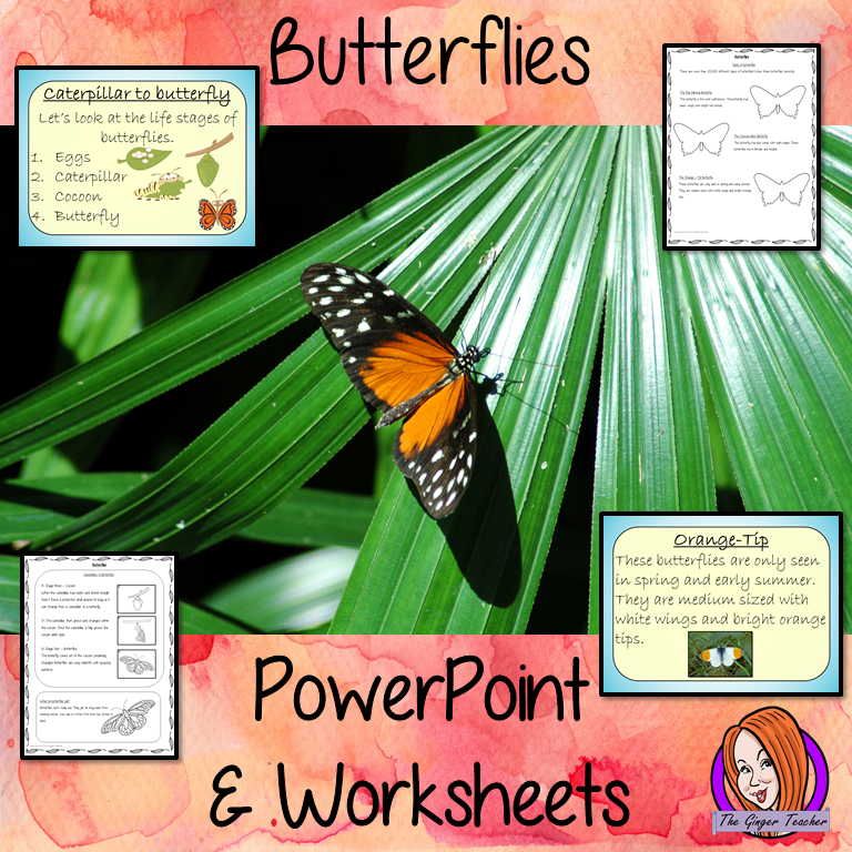 Butterflies - PowerPoint and Worksheets