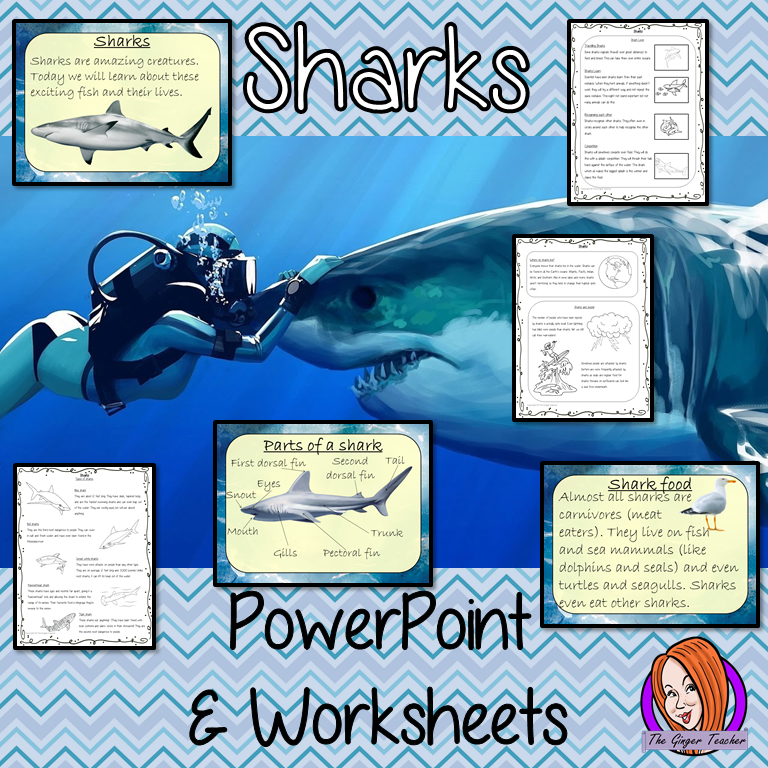 Kids love sharks! This download teaches students about sharks. All you need for your lesson plans are in this download. There is a fun, detailed 58 slide PowerPoint on the where sharks live, details and facts about the how they spend their time, information about how they hunt and eat, a look at the different types of sharks and a brief look at the parts of a shark. There are also differentiated, 8 page, worksheets to allow children to demonstrate their understanding and assist their learning.
