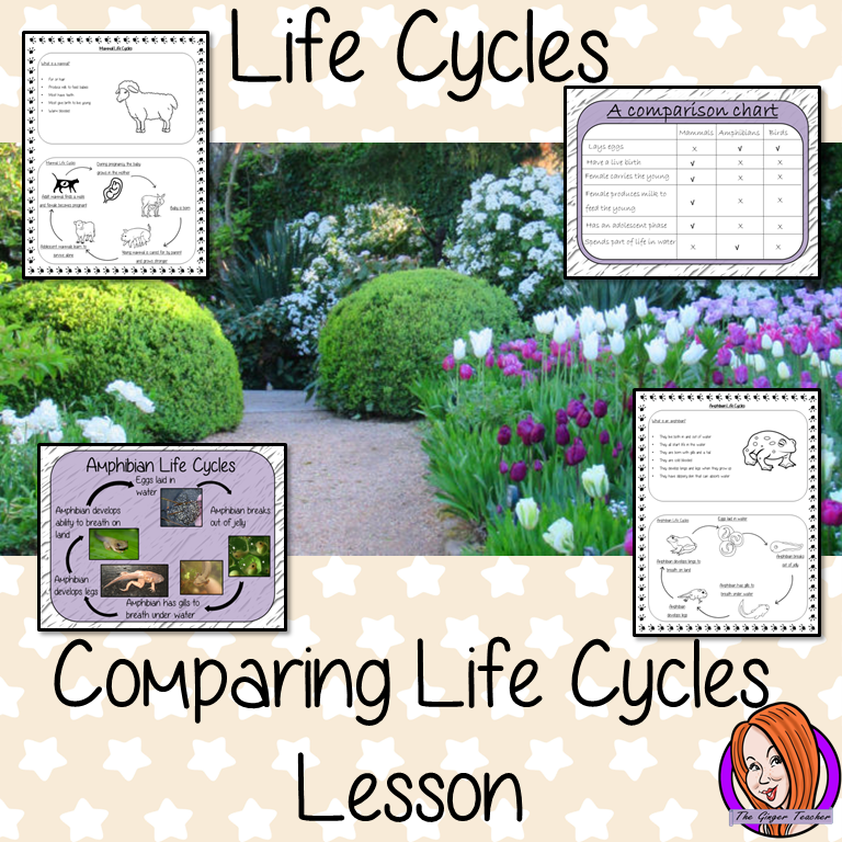 Comparing Life Cycles - Complete Science Lesson This download is a complete lesson on teaching the comparison of animal life cycles. This lesson uses a 23 slide PowerPoint to teach children about comparing animals and mammals. The lesson activities teach the class by completing a comparison chart and information sheets to consolidate knowledge for kids to complete with lesson information and ideas. #lifecycles #students #learning #animals #mammals