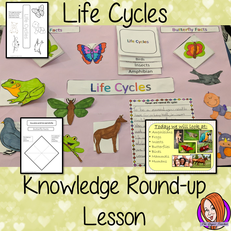 Animal Life Cycles Round up - Complete Lesson
