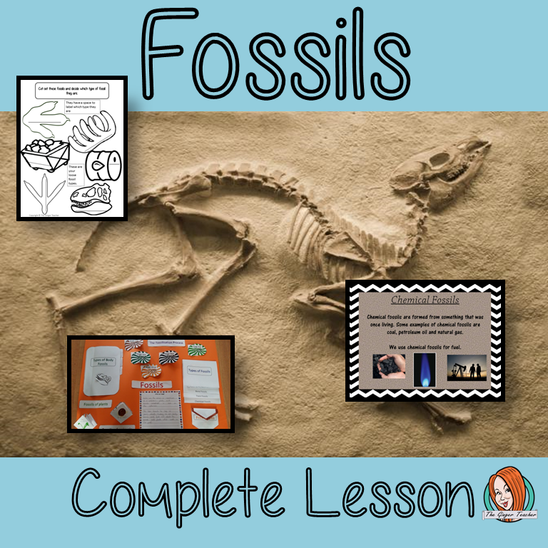 Fossils Lesson