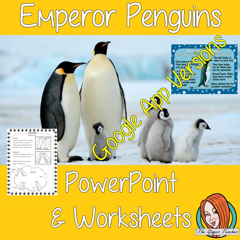 Distance Learning Emperor Penguins Google Slides Lesson This lesson includes a detailed 30 slide presentation and penguin Google Slides worksheets explaining all about Emperor penguins. It covers the important parts of the penguins’ body; what they eat; where they live; how they keep warm and explains the penguin life cycle. This is the Google Slides version of this lesson! This download includes: - Complete 30 slide Presentation - Three versions of a the 6 page differentiated penguin worksheets - Ans