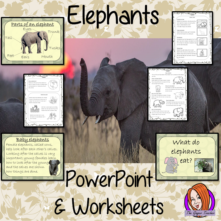 Elephants Lesson PowerPoint and Worksheets