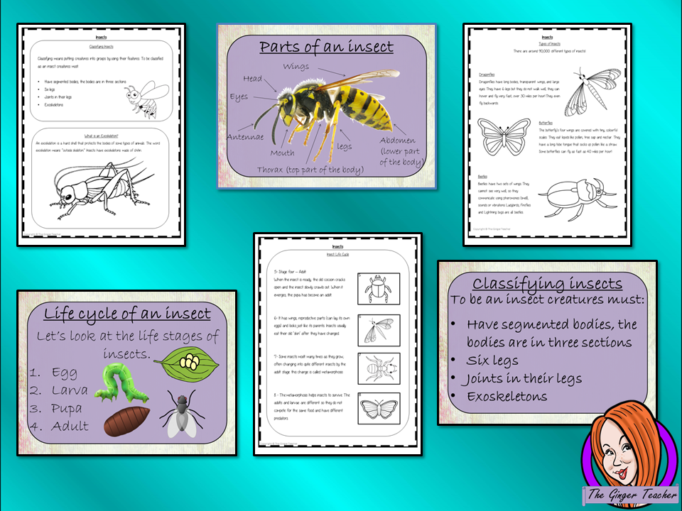 Insect Life Cycles Complete Science Lesson complete lesson on the life cycles of insects Teach kids about the insect stages of life. This resource is a complete classroom lesson on the stages of insects life cycle, how they are classified, the different types of insects and discuss the exoskeleton There is a PowerPoint and printable student activities included to assist learning and encourage ideas in children and teachers #insectlifecycles #lifecycles #insects
