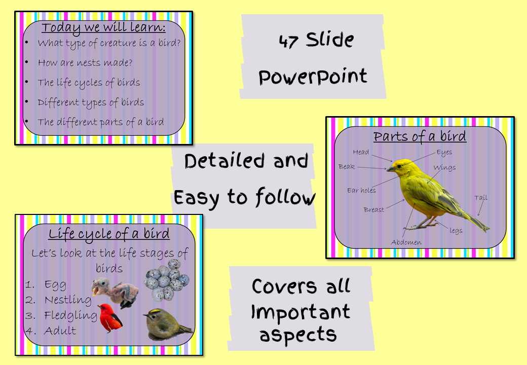 bird-life-cycle-printable