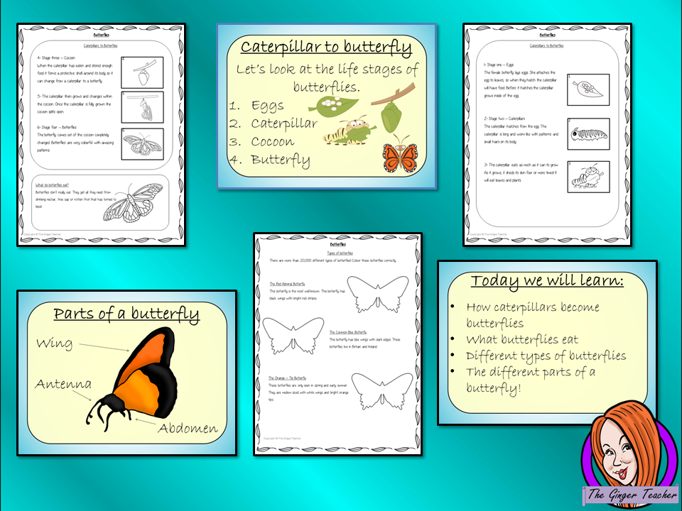 Life cycles of a butterfly Butterflies Life Cycles - Complete Science Lesson Teach kids about the life cycle of animals. Works with Life cycles of insects This resource is a complete classroom lesson on the life cycle of a butterfly printables teaching children about life cycles for kids, PowerPoint and printable student life cycle of a butterfly activity to encourage ideas in children and teachers. With life cycle of a butterfly lesson plan #lessonplans #science #lifecycles #butterflies