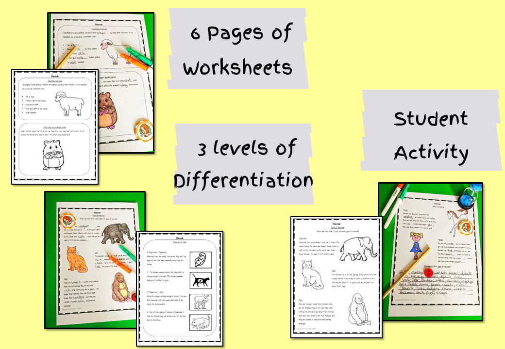 mammal-life-cycle-activity