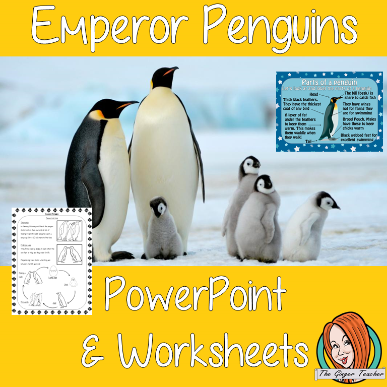 Penguins Lesson
