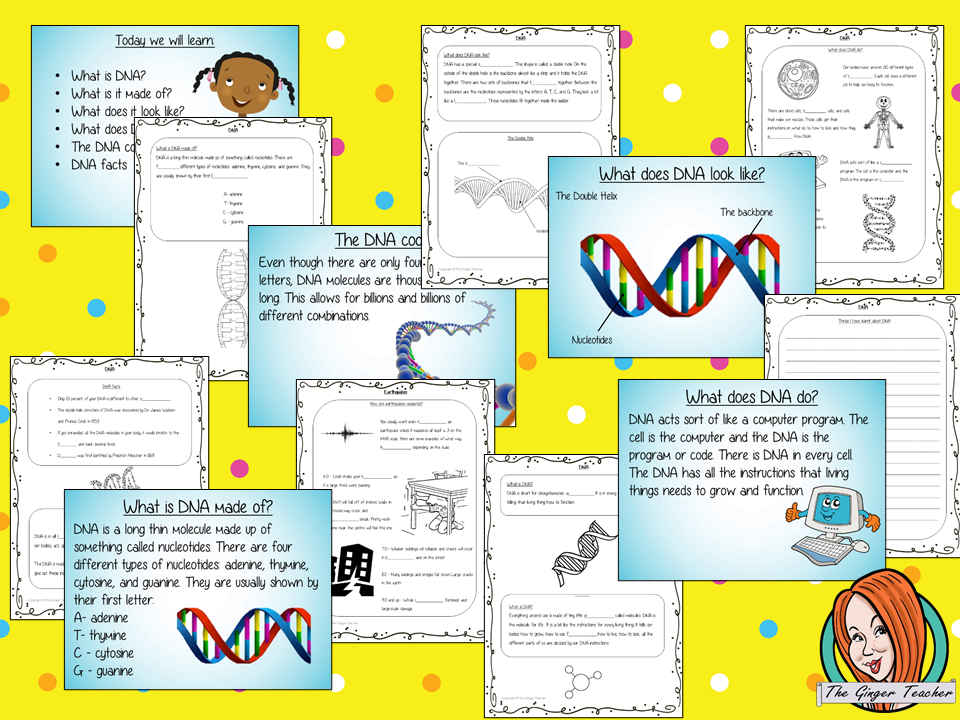 teach-about-dna