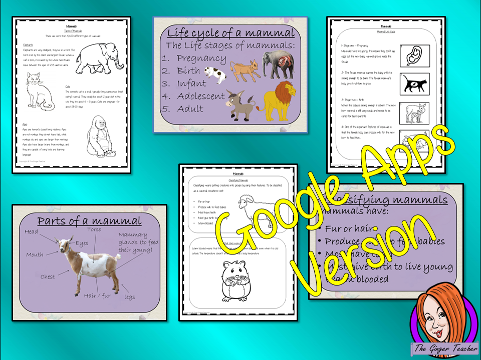 Distance Learning Mammals Life Cycles Google Slides Lesson This is the Google Slides version of this lesson! This is a complete lesson on Mammal life cycles.