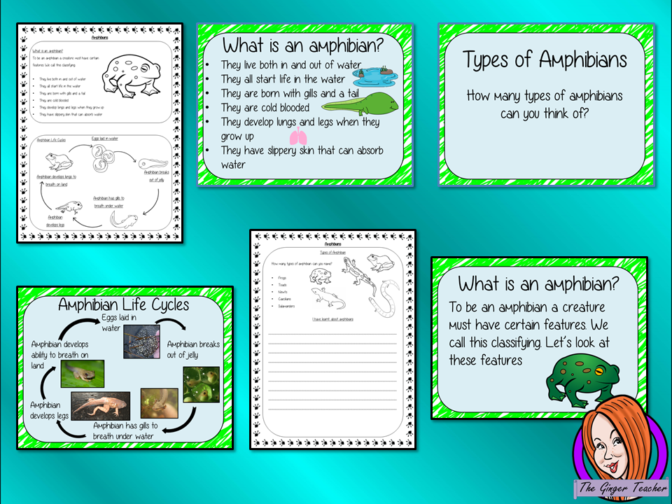 Amphibians Life Cycles