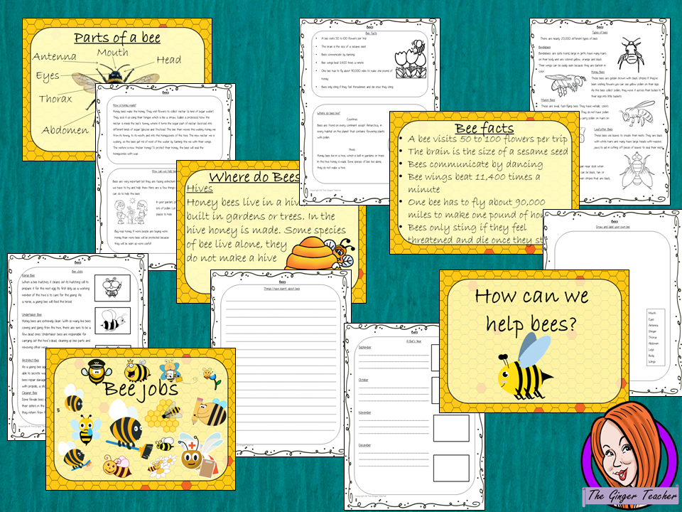 Bees PowerPoint and Worksheets This teaches children about bees in one complete lesson. There is a detailed 57 slide PowerPoint on where bees live, fun bee facts, details about how they make honey, information about the different jobs they do, a look at the different types of bees and a brief look at the parts of a bee. There are also differentiated, 8 page, worksheets to allow students to demonstrate their understanding. This pack is great for teaching kids all about bees. #teaching #bees #science