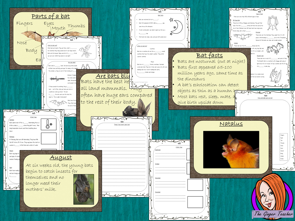 Bats PowerPoint and Worksheets This teaches children about bats in one complete lesson. There is a detailed 56 slide PowerPoint on where bats live, cute bat facts, details about the how they spend their year, information about how they eat, a look at different types of bats and the parts of a bat. There are also differentiated, 8 page, worksheets to allow students to demonstrate their understanding. This pack is great for teaching kids all about bats. #teaching #bats #science