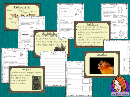 Bats PowerPoint and Worksheets This teaches children about bats in one complete lesson. There is a detailed 56 slide PowerPoint on where bats live, cute bat facts, details about the how they spend their year, information about how they eat, a look at different types of bats and the parts of a bat. There are also differentiated, 8 page, worksheets to allow students to demonstrate their understanding. This pack is great for teaching kids all about bats. #teaching #bats #science