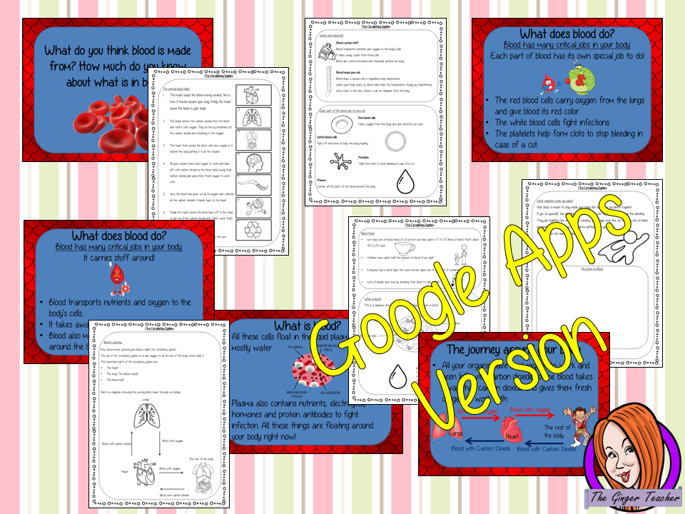 Distance Learning Blood and the Circulatory System Google Slides Lesson This download includes a detailed 47 slide presentation explaining the blood in the human body. It covers the important roles blood plays in the human body; the elements of blood; the journey blood takes around the body and also what happens when the skin is broken and people bleed. This is the Google Slides version of this lesson! The children also can complete circulatory system activity sheets to consolidate the knowledge