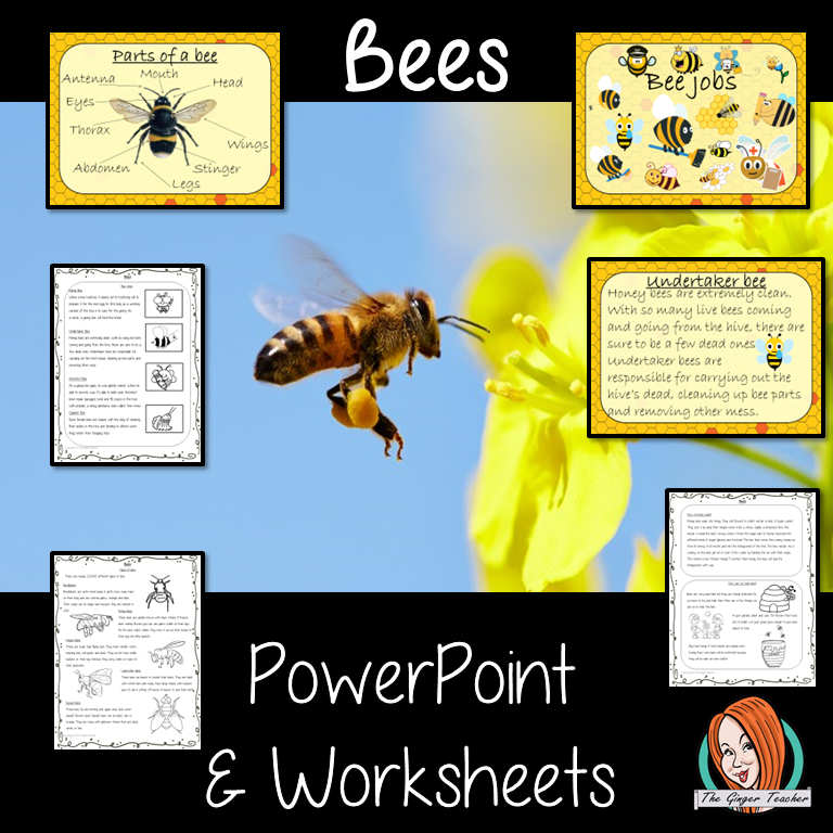 honey-bee