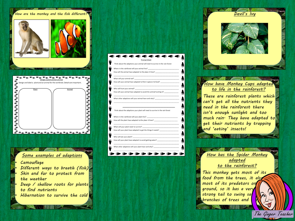 Rainforest Adaptions Lesson