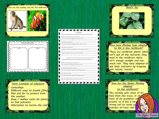 Rainforest Adaptions Lesson