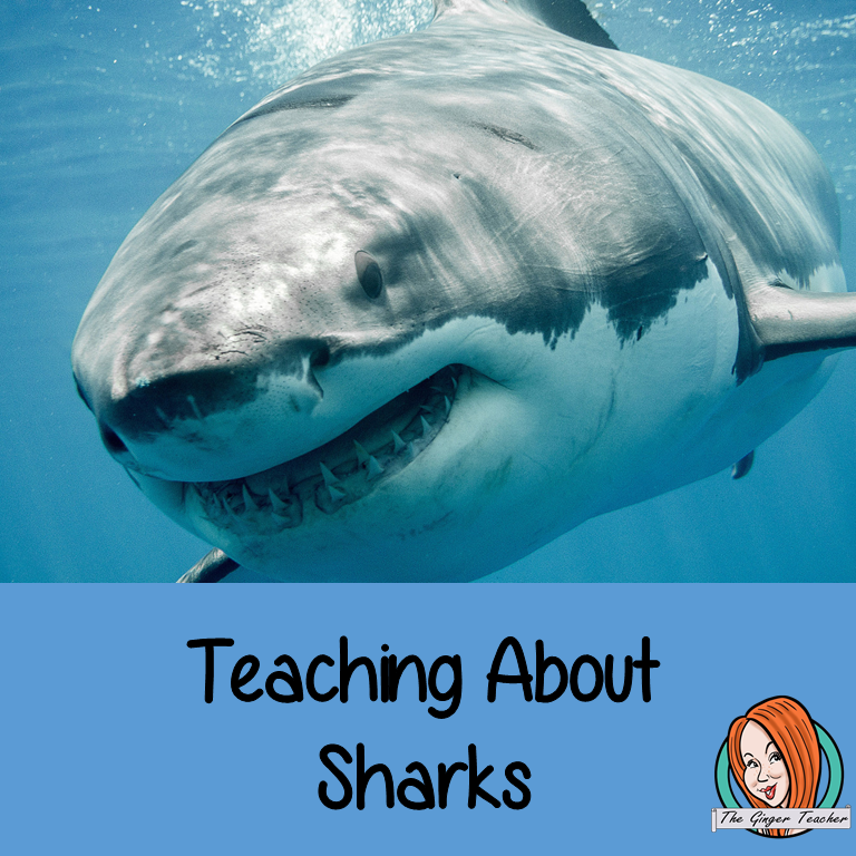 Teaching About Sharks
