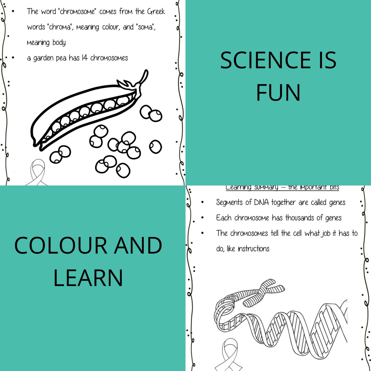 Science is Fun – Learn and Colour: Biology - Chromosomes