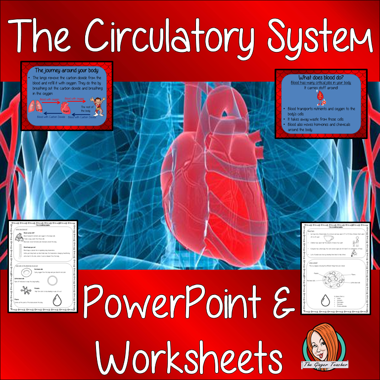 The Circulatory System Lesson