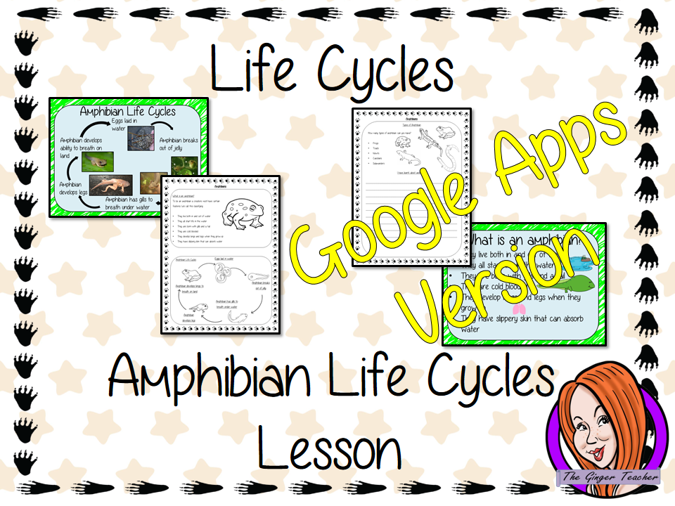 Distance Learning Amphibian Life Cycles Google Slides Lesson    Part of my Life Cycles of Animals unit of work. Teach kids about the life cycles of amphibians.   This resource is a complete lesson on Amphibian life cycles, teaching children about the life cycle, how their food changes as they grow, the different types of amphibians and the parts of an amphibian.      This is the Google Slides version of this lesson!   