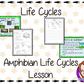 Amphibians Life Cycles
