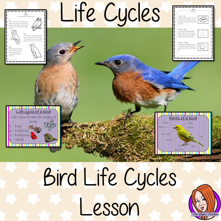 bird-life-cycle-worksheet