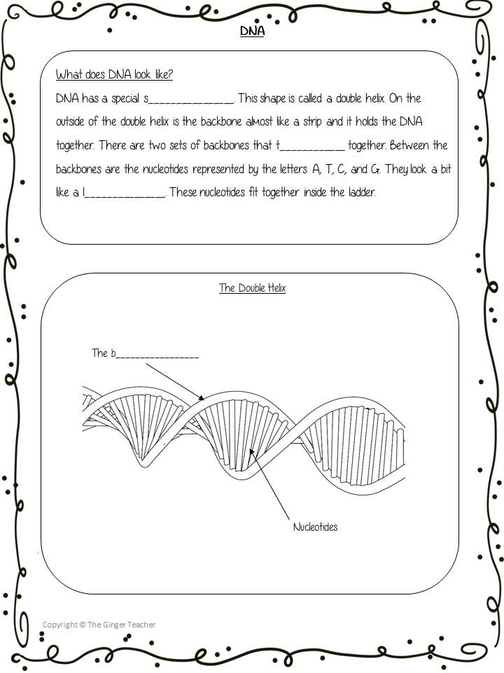Dna Math Easy DNA Science Lesson – The Ginger Teacher