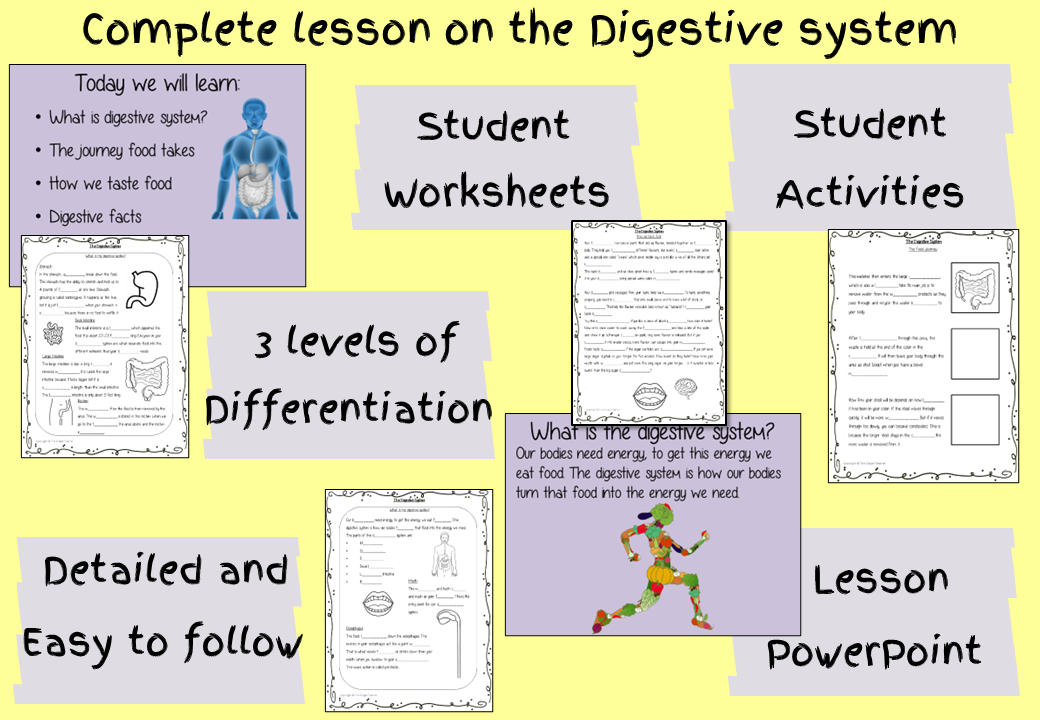 The-digestive-system-lesson