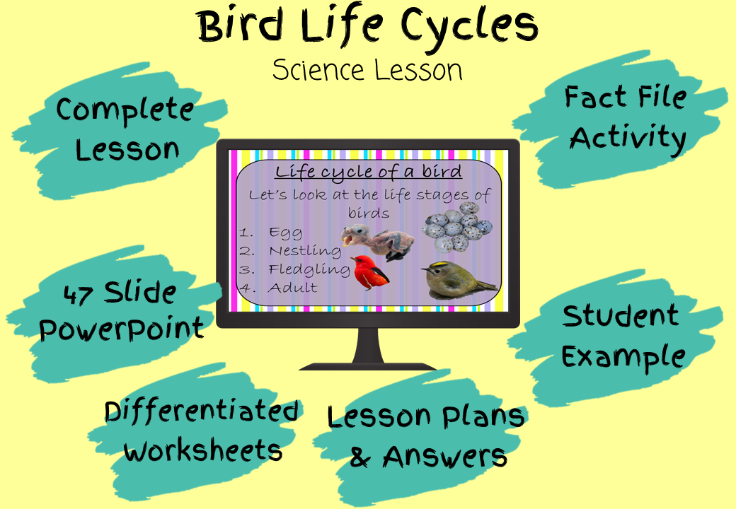life-cycle-of-a-bird-powerpoint