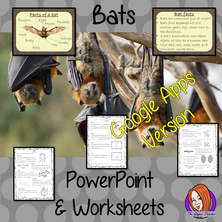 Distance Learning Bats Google Slides Lesson  This download teaches children about bats in one complete lesson. There is a detailed 56 slide presentation on where bats live, cute bat facts, details about how they spend their year, information about how they eat, a look at the different types of bats and a brief look at the parts of a bat. There are also differentiated, 8 page, Google slides, bats worksheets to allow students to demonstrate their understanding. This pack is great for teaching kids all about b