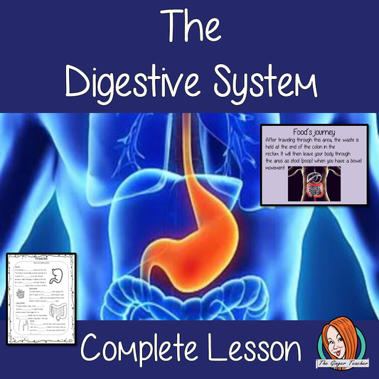 The Digestive System Lesson