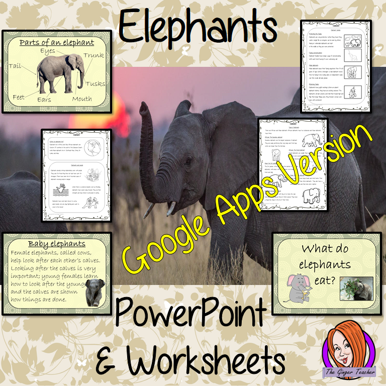 Distance Learning Elephants Google Slides Lesson  Learn all about Elephants  This lesson teaches children about Elephants. There is a detailed 50 slide Elephant presentation on: where Elephants are from, details about the how they spend their time, information about how they eat, a look at the different types of Elephants and a brief look at the parts of an Elephant. There are Elephant facts for kids and also differentiated, 7 page, Elephants, Google Slides, worksheets to allow children to demonstrate their