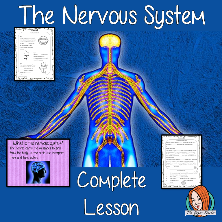 The Nervous System Science Lesson