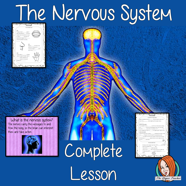 The Nervous System Science Lesson – The Ginger Teacher