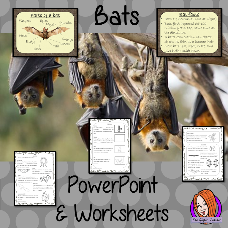 Bats PowerPoint and Worksheets This teaches children about bats in one complete lesson. There is a detailed 56 slide PowerPoint on where bats live, cute bat facts, details about the how they spend their year, information about how they eat, a look at different types of bats and the parts of a bat. There are also differentiated, 8 page, worksheets to allow students to demonstrate their understanding. This pack is great for teaching kids all about bats.  #teaching #bats #science