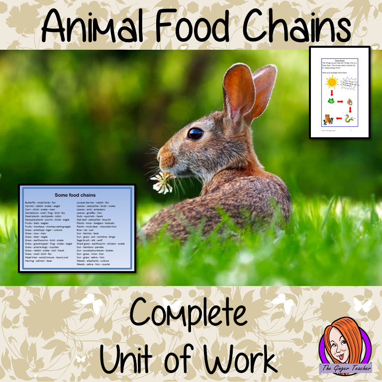 Science - Animals, Food Chains Complete Unit of Lessons