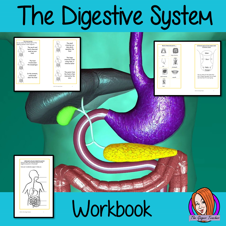 The Digestive System - Class Work Book, Interactive Notebook