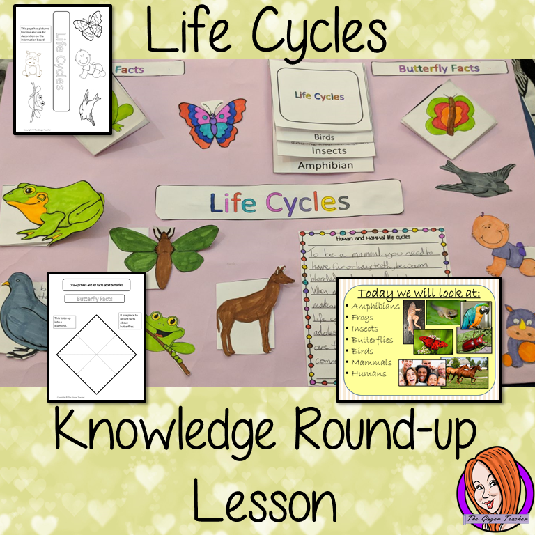 Animal Life Cycles Round up  -  Complete Lesson